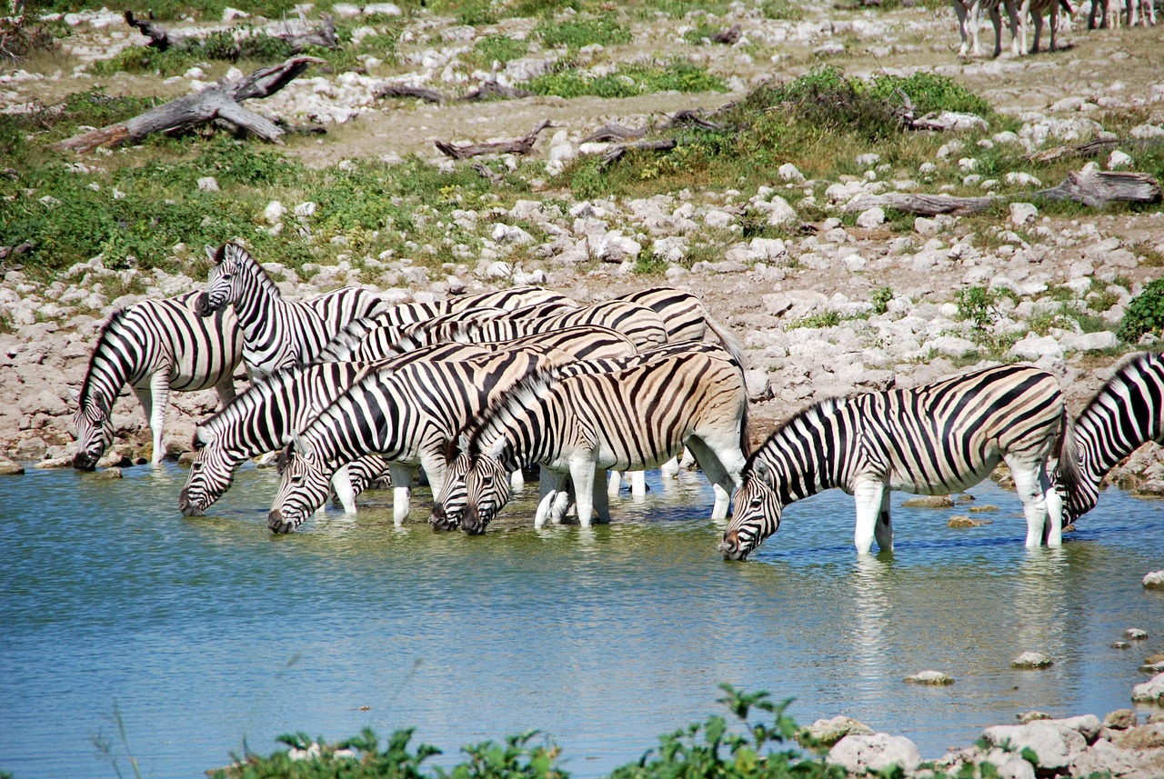 zebras, nature, potions, africa, etosha, water, animals, watering hole